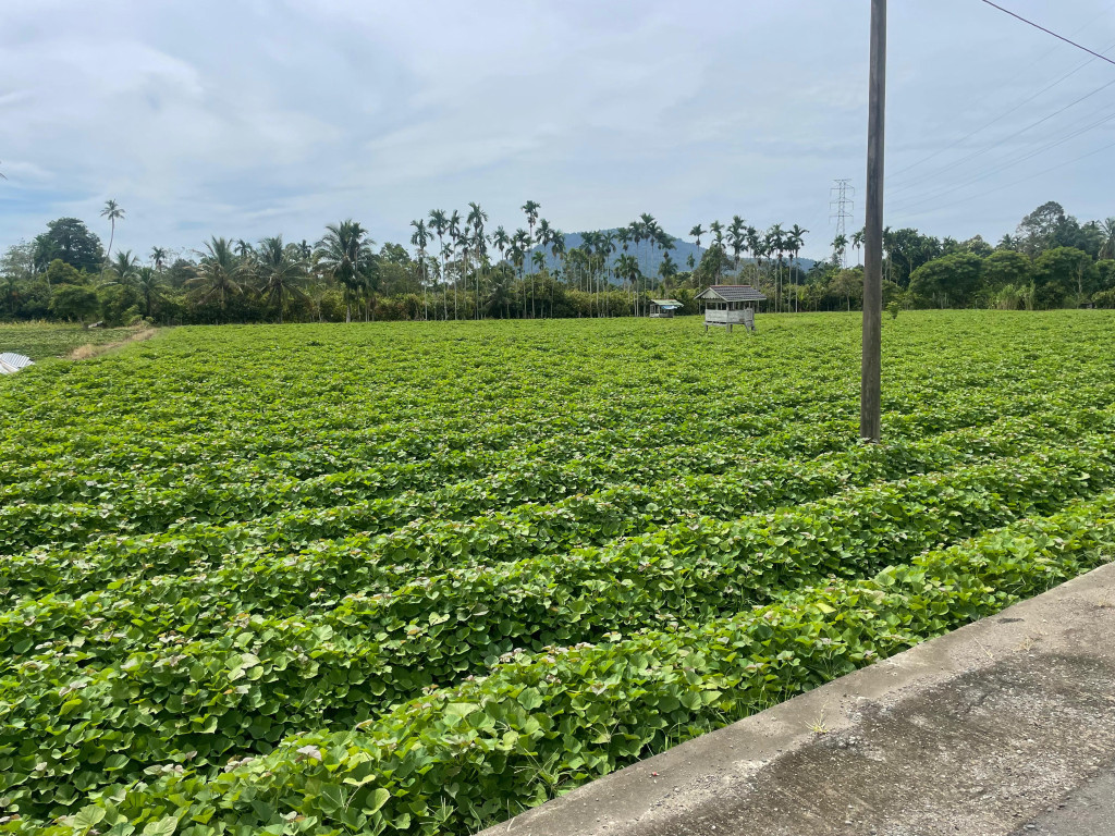 Kebun Ubi Rambat